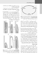 تصویر  پریودنتولوژی بالینی کارانزا 2019 جلد 3 (سیاه و سفید)