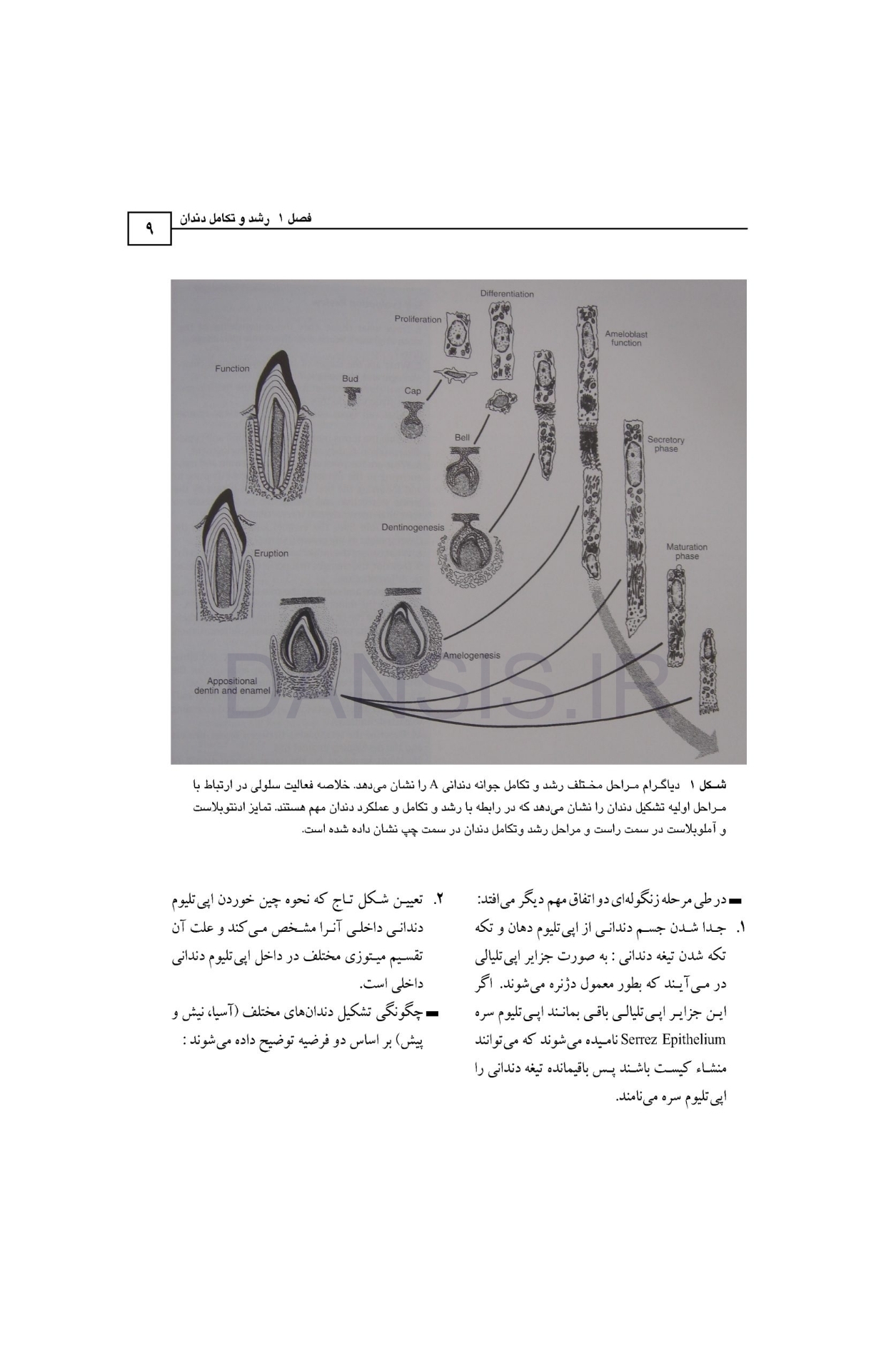 تصویر  بافت شناسی دهان و دندان (همراه با CD)