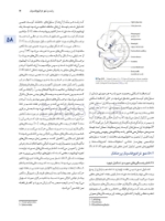 تصویر  اصول جراحی دهان، فک و صورت پیترسون 2022 ارتوگناتیک – جلد سوم
