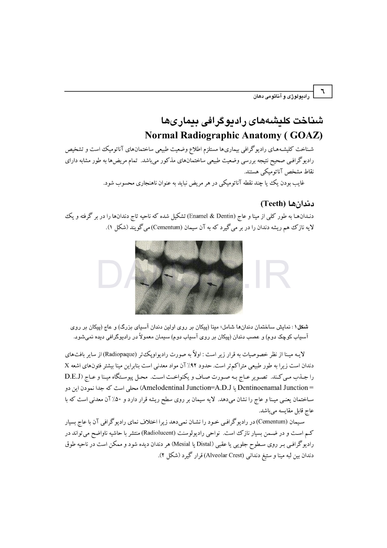 تصویر  رادیولوژی و آناتومی دهان