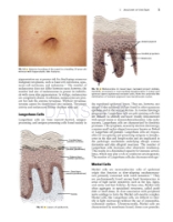 تصویر  Local Flaps in Facial Reconstruction 4e 2022