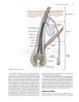 تصویر  Local Flaps in Facial Reconstruction 4e 2022