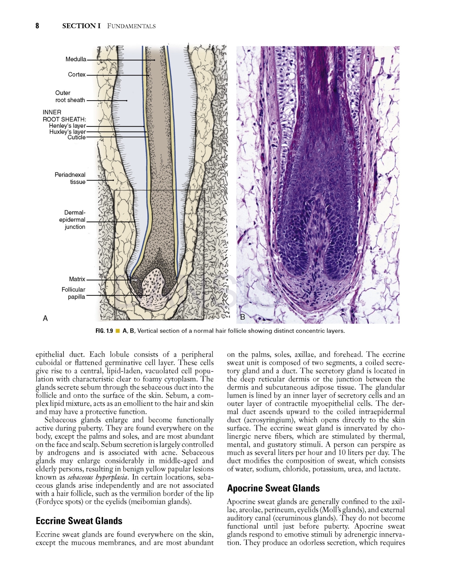 تصویر  Local Flaps in Facial Reconstruction 4e 2022