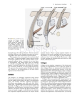 تصویر  Local Flaps in Facial Reconstruction 4e 2022