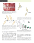 تصویر  Contemporary Orthodontics 2026 (Proffit) SEVENTH EDITION
