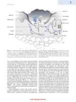 تصویر  Peterson’s Principles of Oral and Maxillofacial Surgery