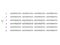 تصویر  اباتمنت مستقیم استریوس (Steri-Oss)